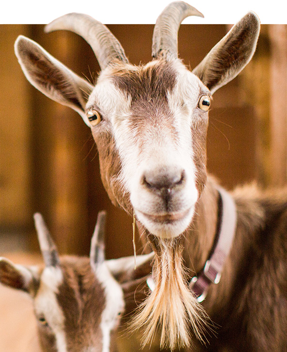 equilibre-nutrition-animal-naturajemm-bretagne